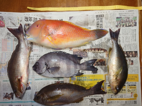 イシダイの釣果