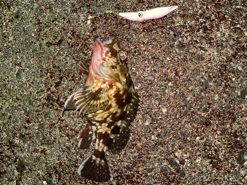 カサゴの釣果