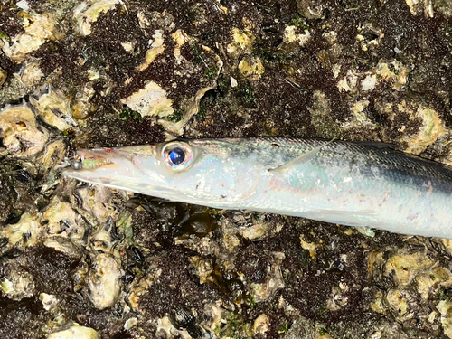 カマスの釣果