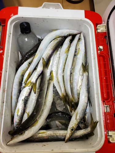 カマスの釣果