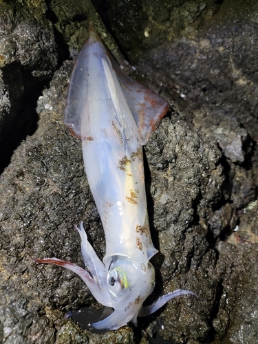 ヤリイカの釣果