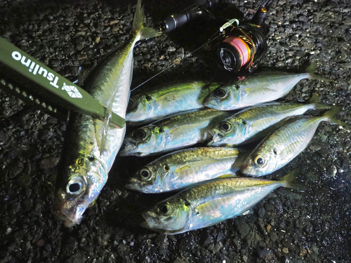 アジの釣果