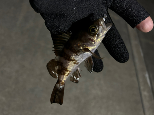 メバルの釣果