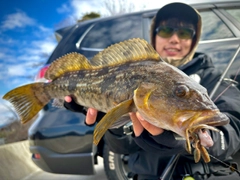 アイナメの釣果