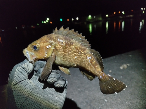 エゾメバルの釣果