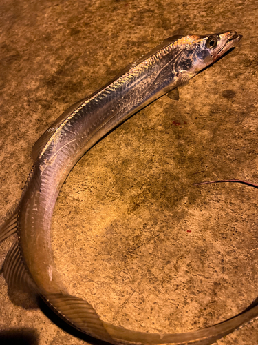 タチウオの釣果