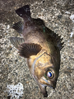 クロメバルの釣果