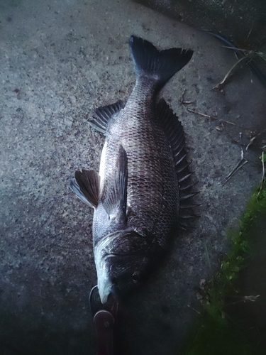 チヌの釣果