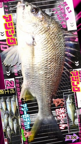 キビレの釣果