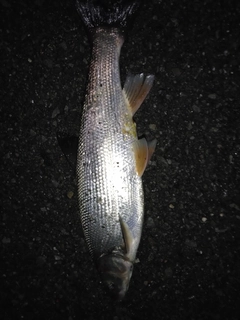 ウグイの釣果