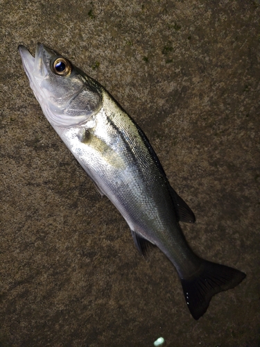 セイゴ（マルスズキ）の釣果