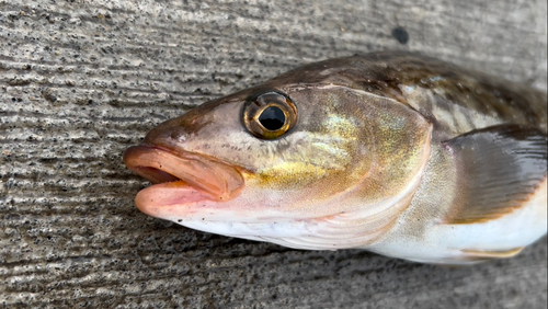 ホッケの釣果