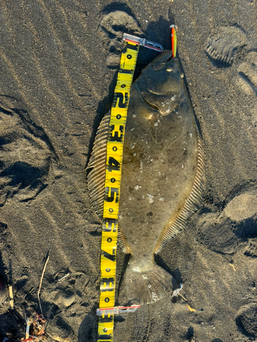 ヒラメの釣果