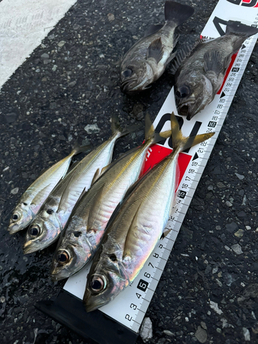 アジの釣果