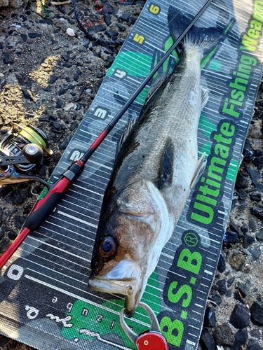 スズキの釣果