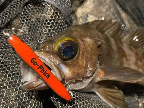 シロメバルの釣果