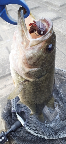 ラージマウスバスの釣果