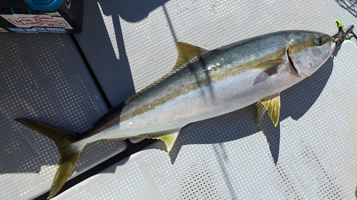 ヒラマサの釣果