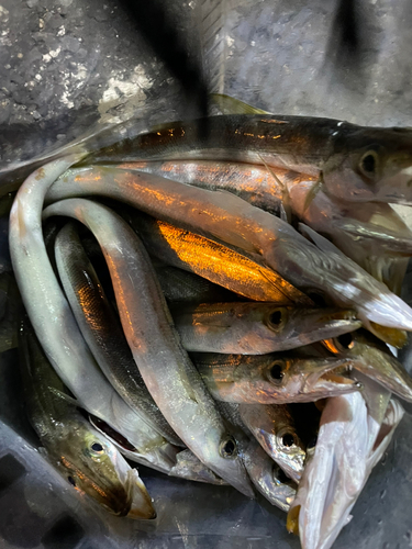 カマスの釣果