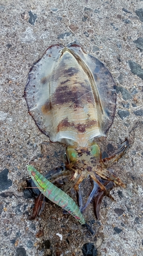 アオリイカの釣果