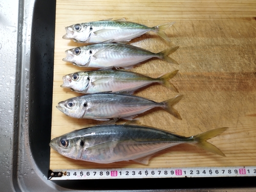 アジの釣果