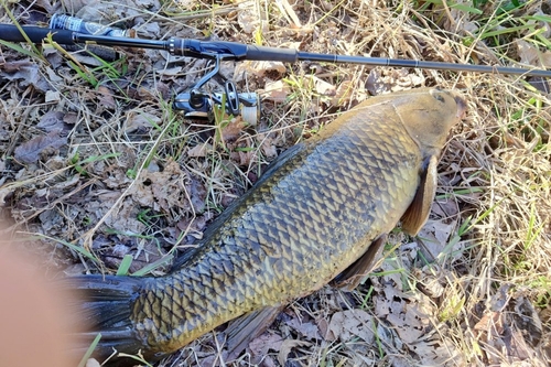 コイの釣果