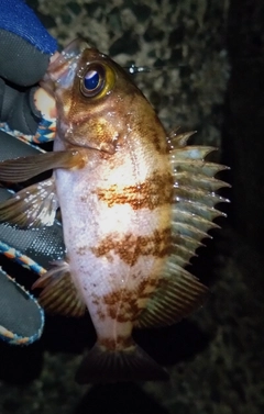 シロメバルの釣果