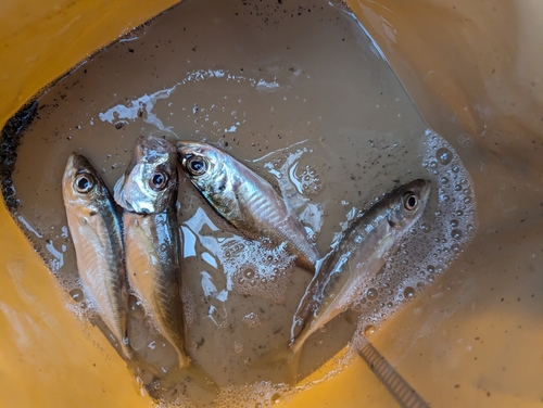 マアジの釣果