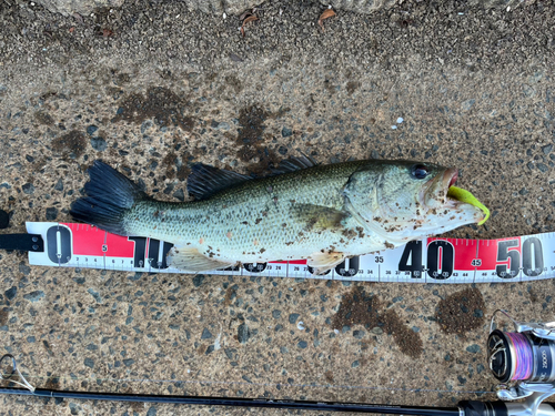 ブラックバスの釣果