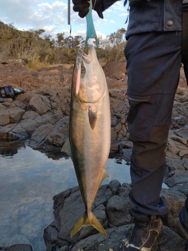 ブリの釣果