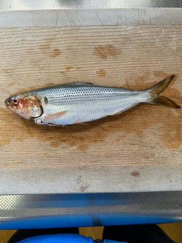 コノシロの釣果