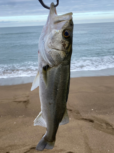 フッコ（マルスズキ）の釣果