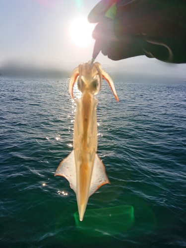 ヤリイカの釣果