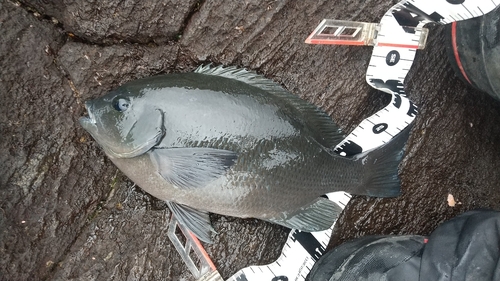 メジナの釣果