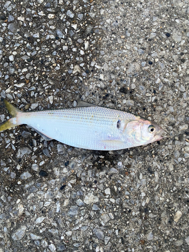 コノシロの釣果