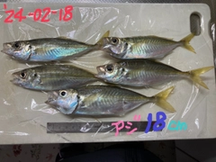 アジの釣果