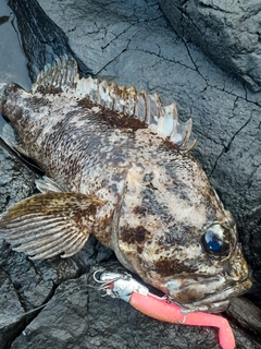 ムラソイの釣果