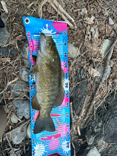 スモールマウスバスの釣果