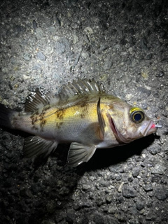 シロメバルの釣果