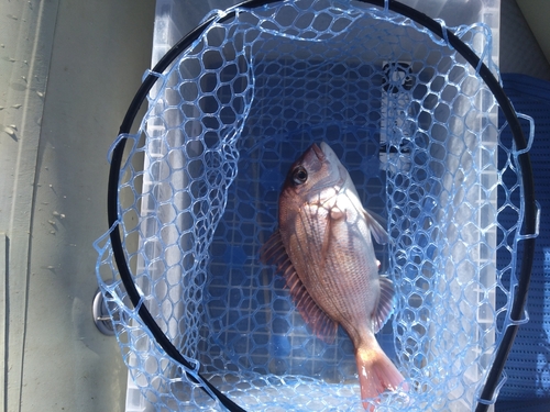 マダイの釣果