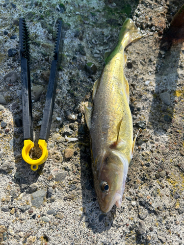 コマイの釣果