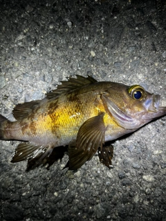 シロメバルの釣果