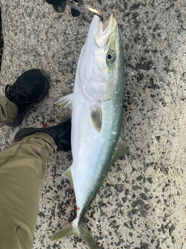 ヤズの釣果