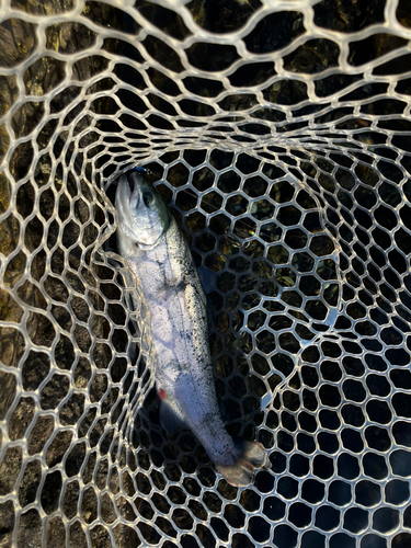 レインボートラウトの釣果