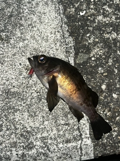 シロメバルの釣果