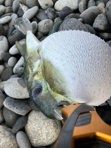 シロサバフグの釣果