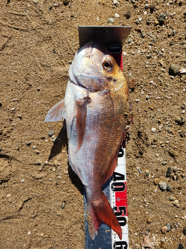 マダイの釣果