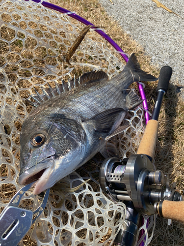 クロダイの釣果