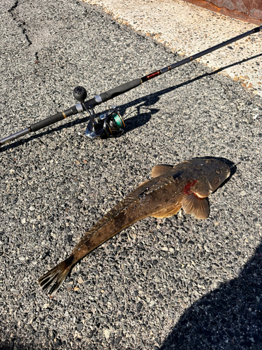 マゴチの釣果