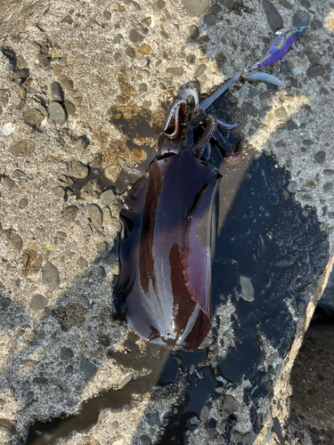 アオリイカの釣果